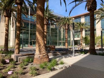 SCDI courtyard under construction but with palm trees planted