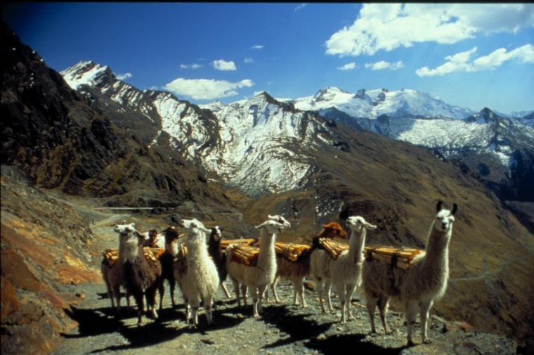 Llamas on a mountain path with snow-covered peaks in the background.