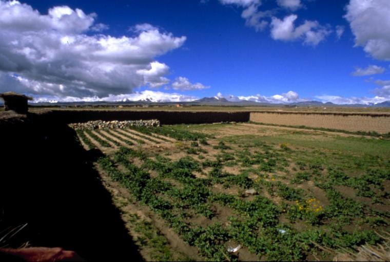 Green crops growing under a bright blue sky with scattered clouds.