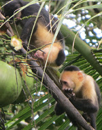 Two capuchin monkeys on a tree branch in a tropical setting.