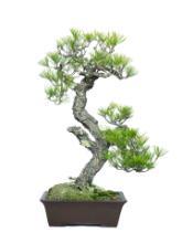 Historic Japanese American bonsai photograph 