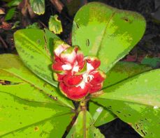 A red and white flower with green leaves in Costa Rica.