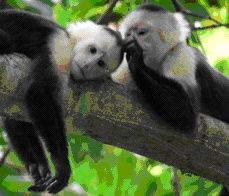 Two monkeys resting on a tree branch in a forest.