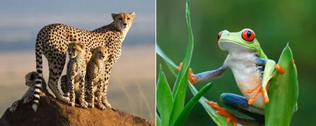 A cheetah on the left, tree frog on a leaf to the right.