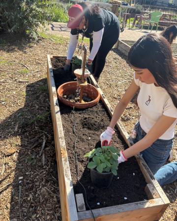 Ohlone Culture Bearer Gloria Gomez and Ohlone SCU student Isabelle Gomez planting Woodland Strawberries in the Forge Garden