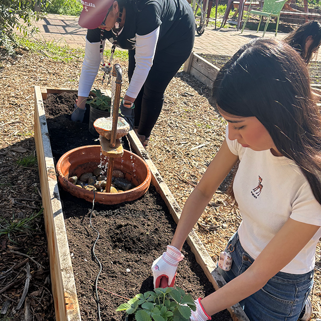 Ohlone Culture Bearer Gloria Gomez and Ohlone SCU student Isabelle Gomez planting Woodland Strawberries in the Forge Garden