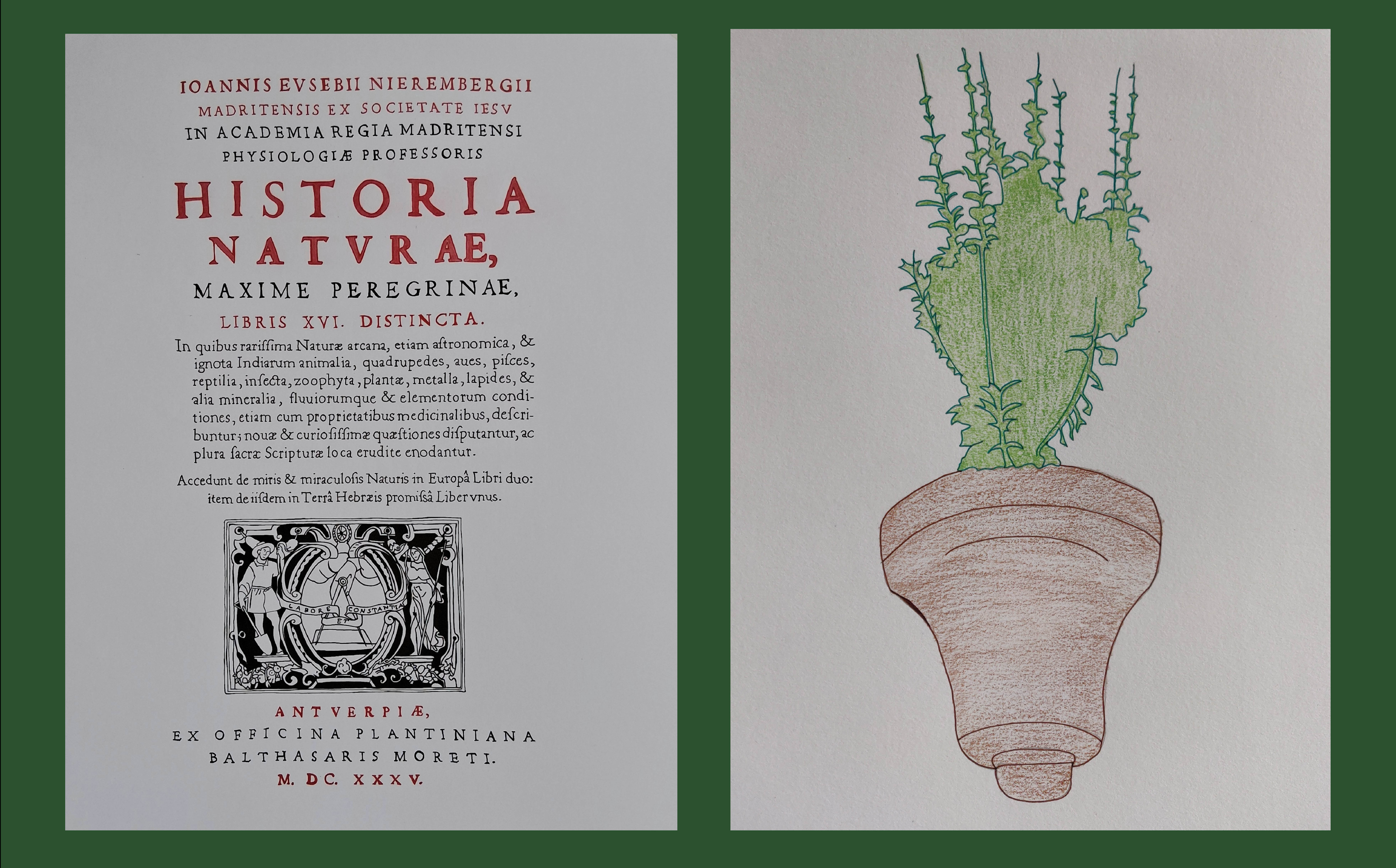 Pen and ink drawing of book cover paired with sketch of an inverted bell featuring a plant growing from it