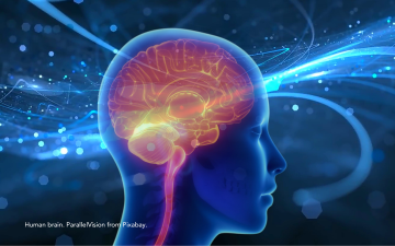 A silhouette of a human head showing the brain by ParallelVision via Pixabay.