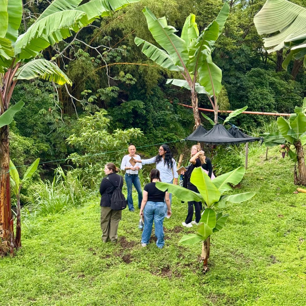 Costa Rica SM25 Square group standing in tall green foliage 