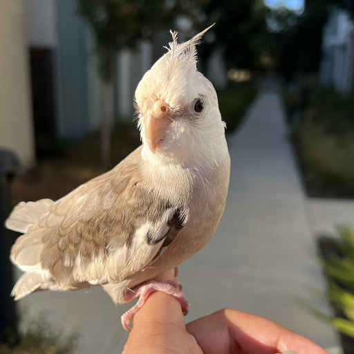 Coco (Raisa Velazquez Bonet)