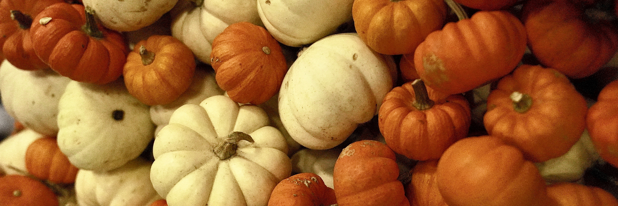 Harvest Fest Banner - Pile of pumpkins 