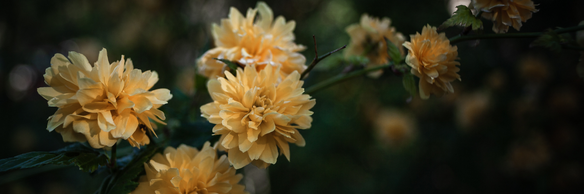 Women in Ministry flowers 