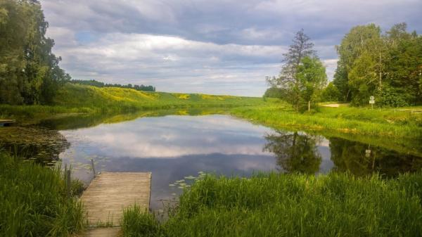 an image of a pond and the grass