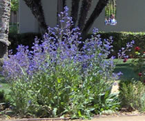 Anchusa plant