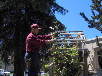 Gardener John Viera trimming rose