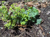 Lady’s mantle plant