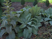 Mullein plant