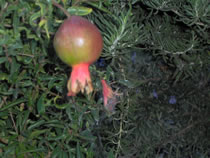 Pomegranate plant