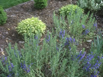 Rosemary plant