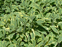 Sage plant