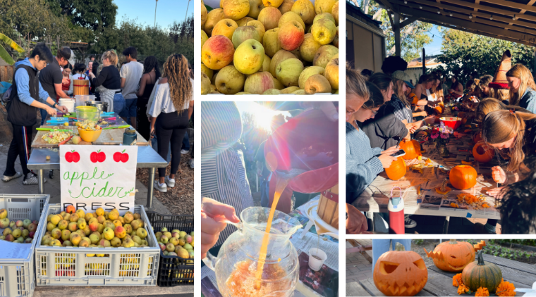 Collage of Harvest Fest 2025 with students pressing apple cider, cider being poured, bunches of apples, and students carving pumpkins