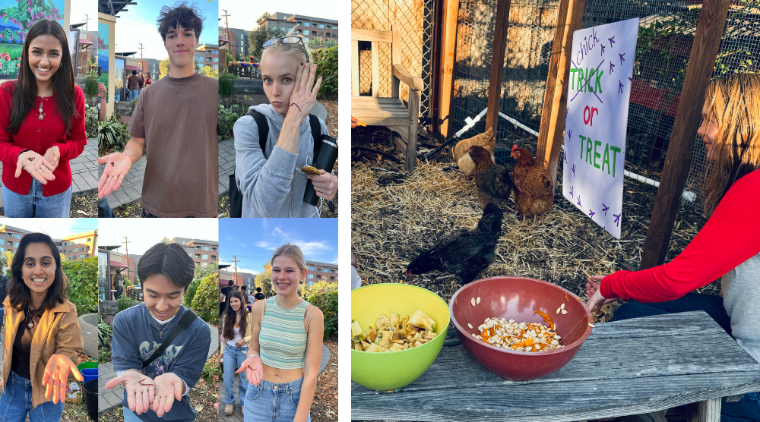 Collage of Harvest Fest 2025 with students posing with worms and feeding food scraps to chickens at the