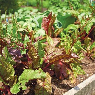 Lettuce growing abundantly. Links to Sustainable Food Systems Minor page.