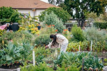 A student bending over garden beds at the forge garden