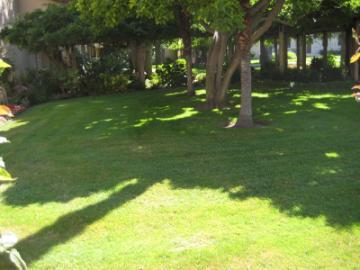 A garden with trees, shrubs, and well-manicured grass.