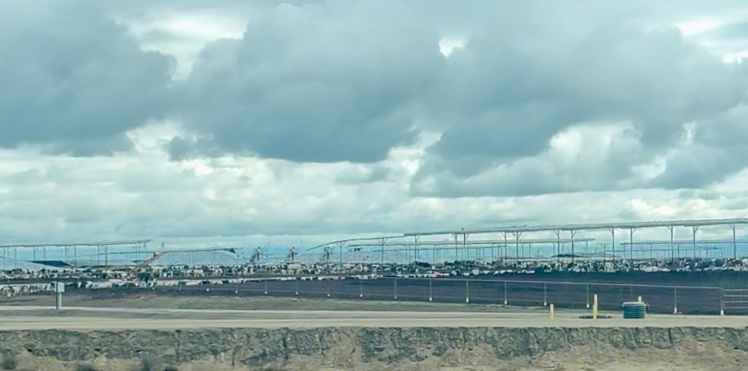 Cow Farm in Kern County