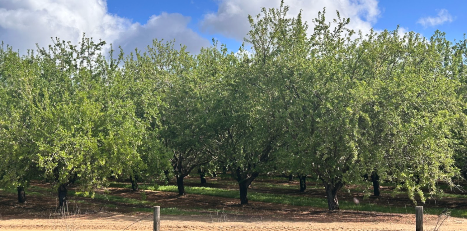 Farm Orchard in Central Valley