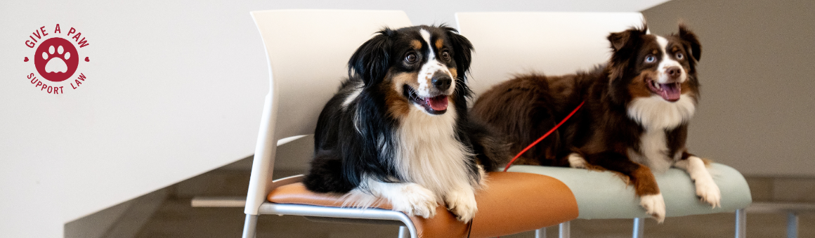 Give a Paw for Law Banner