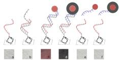 Detection method of E. coli target oligonucleotide.