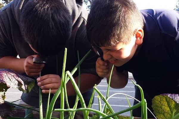 BUG kids looking at onions